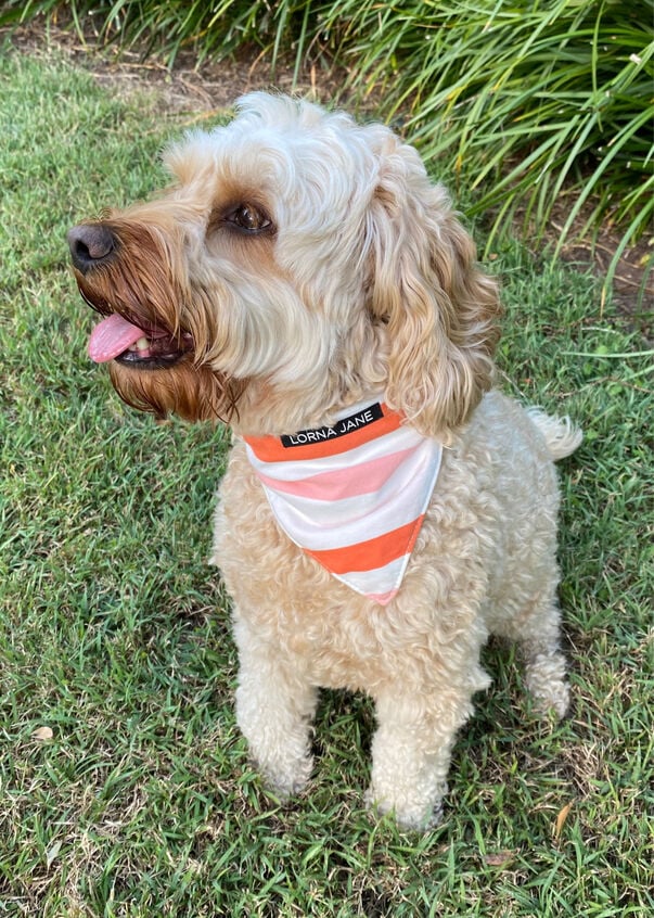 Bandana Dog Collar